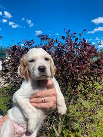Cuccioli Setter Inglese - linea da beccaccini