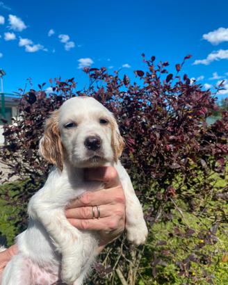 Cuccioli Setter Inglese - linea da beccaccini