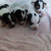 Disponibile Jack Russell