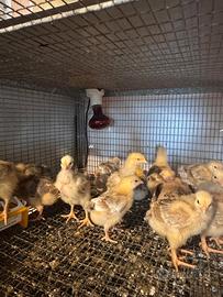 Galline e galletti di 30-75 giorni disponibil