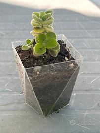 Origano cubano o Plectranthus amboinicus