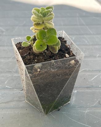 Origano cubano o Plectranthus amboinicus