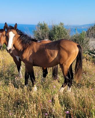 Cavallo paint x quarter