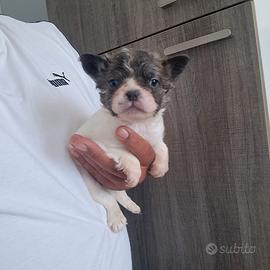 Cuccioli di Bulldog Francese