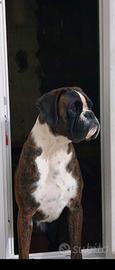 Boxer