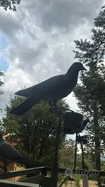 Piccioni per caccia al colombaccio