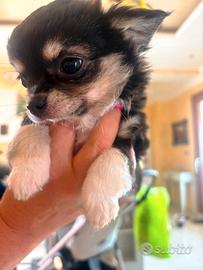 Chihuahua Pelo Lungo Tricolore con Pedigree ENCI