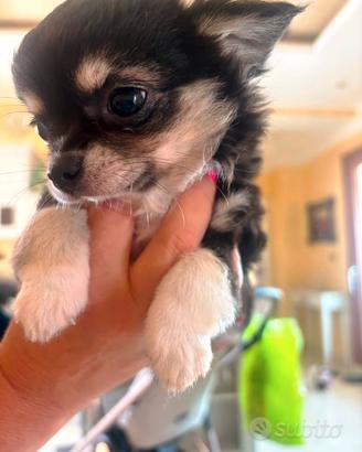 Chihuahua Pelo Lungo Tricolore con Pedigree ENCI