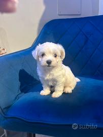 Maltese coreano Toy