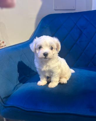 Maltese coreano Toy