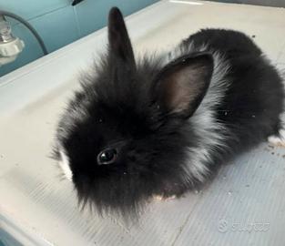 Cuccioli di coniglietti nani