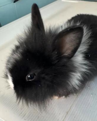 Cuccioli di coniglietti nani