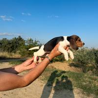 Cuccioli beagle