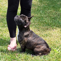 Femmina bulldog francese cucciola