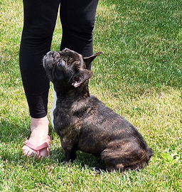 Femmina bulldog francese cucciola