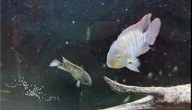 Coppia riproduttiva ciclidi americani