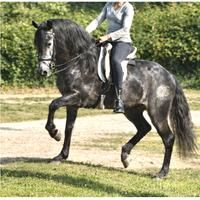 Cavallo spagnolo