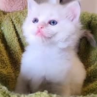 Cuccioli Ragdoll Marylin