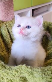 Cuccioli Ragdoll Marylin