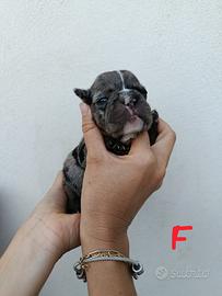 Buldogg francese