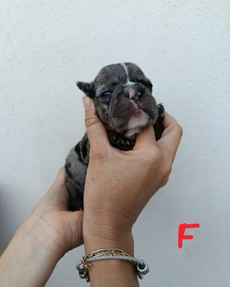 Buldogg francese