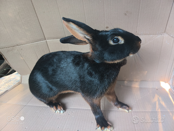 Lepre belga nero focata