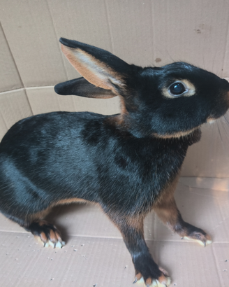 Lepre belga nero focata