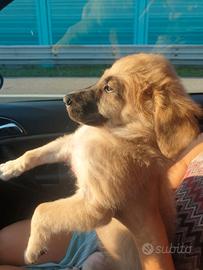 Regaliamo Harley a nuova famiglia