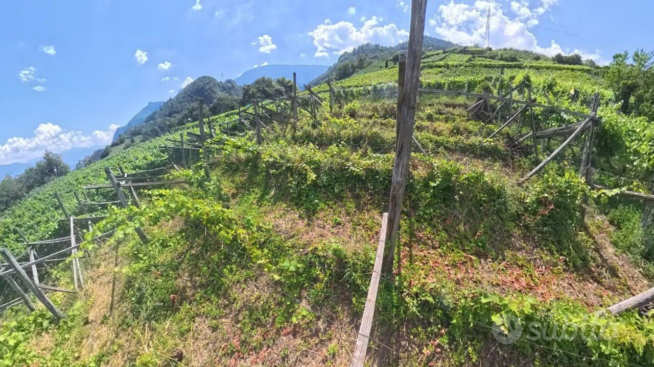 Vigneto nei dintorni di Prissiano - Altro