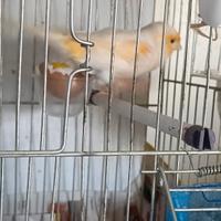 Uccelli