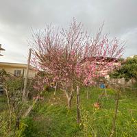 Terreno agricolo