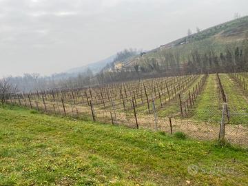 Vigneto Prosecco DOCG