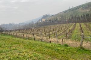 Vigneto Prosecco DOCG