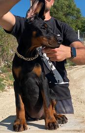 Dobermann