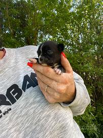 Cucciola chihuahua femmina