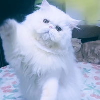 Gatto persiano con Pedigree