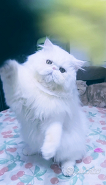 Gatto persiano con Pedigree