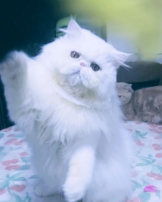 Gatto persiano con Pedigree