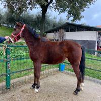 Puledra mini trotter