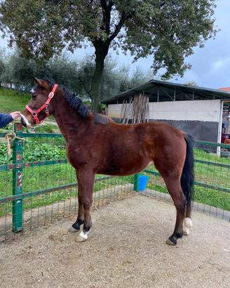 Puledra mini trotter