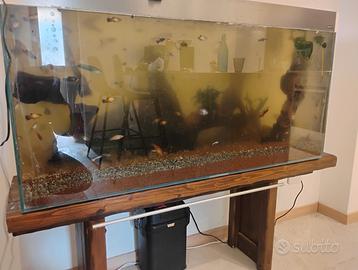 Acquario Ciano 250 LT con pesci