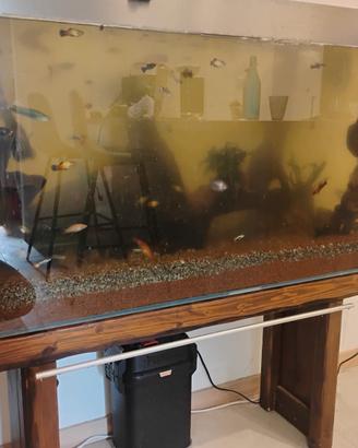 Acquario Ciano 250 LT con pesci