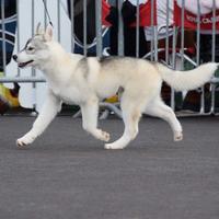 Superbo Siberian Husky da accoppiamento