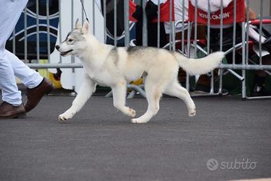 Superbo Siberian Husky da accoppiamento