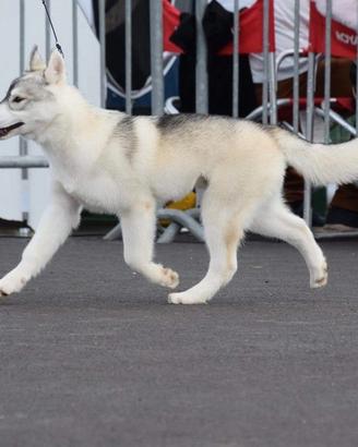 Superbo Siberian Husky da accoppiamento