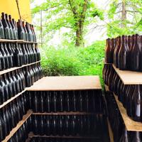 Oltre 6000 bottiglie di vino tipo bordognotta.