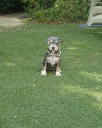 Pitbull tricolor