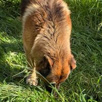 Pastore tedesco linea pura originale