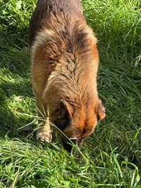 Pastore tedesco linea pura originale