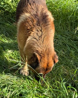 Pastore tedesco linea pura originale